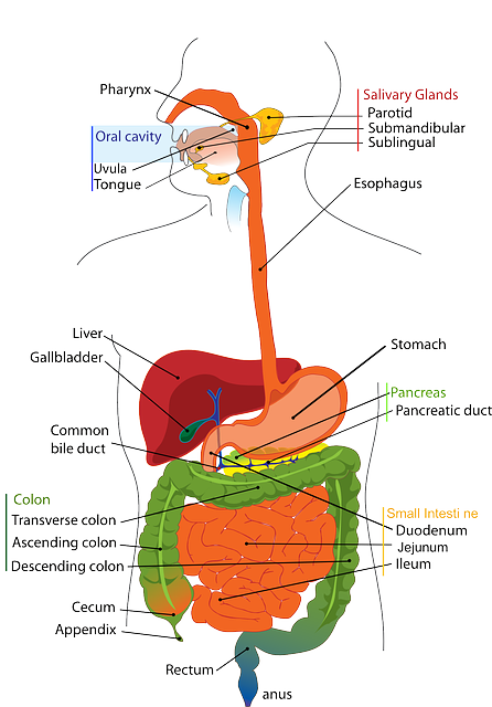 The Organs of the Upper Abdomen