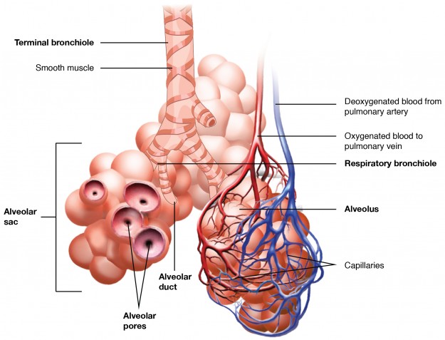 The Respiratory Zone