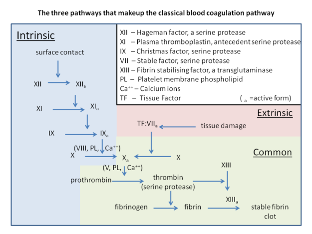 The components and pathways that make up the classical blood coagulation cascade