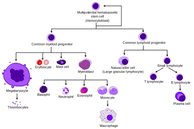 The normal hematopoiesis and the cell lineages The normal hematopoiesis and the cell lineages