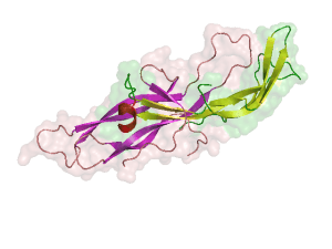 The structure of Human chorionic gonadotropin