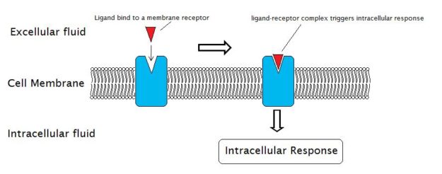 Membrane receptor-ligand complex