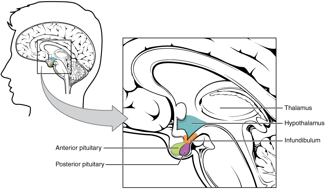 Hypothalamus-hypofysecomplex