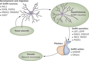 The-genetic-and-molecular-basis-of-idiopathic-hypogonadotropic-hypogonadism