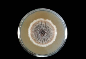 This Sabouraud's dextrose agar plate culture is growing the fungus Sporothrix schenckii.