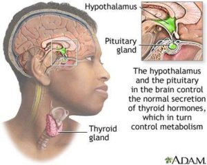Thyroid gland