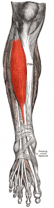 Tibialis anterior