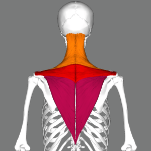 Trapezius vissza