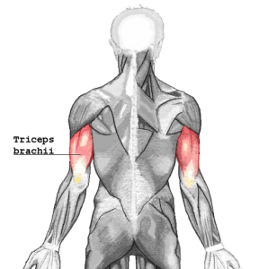 diagram showing the triceps brachii muscles from the posterior aspect