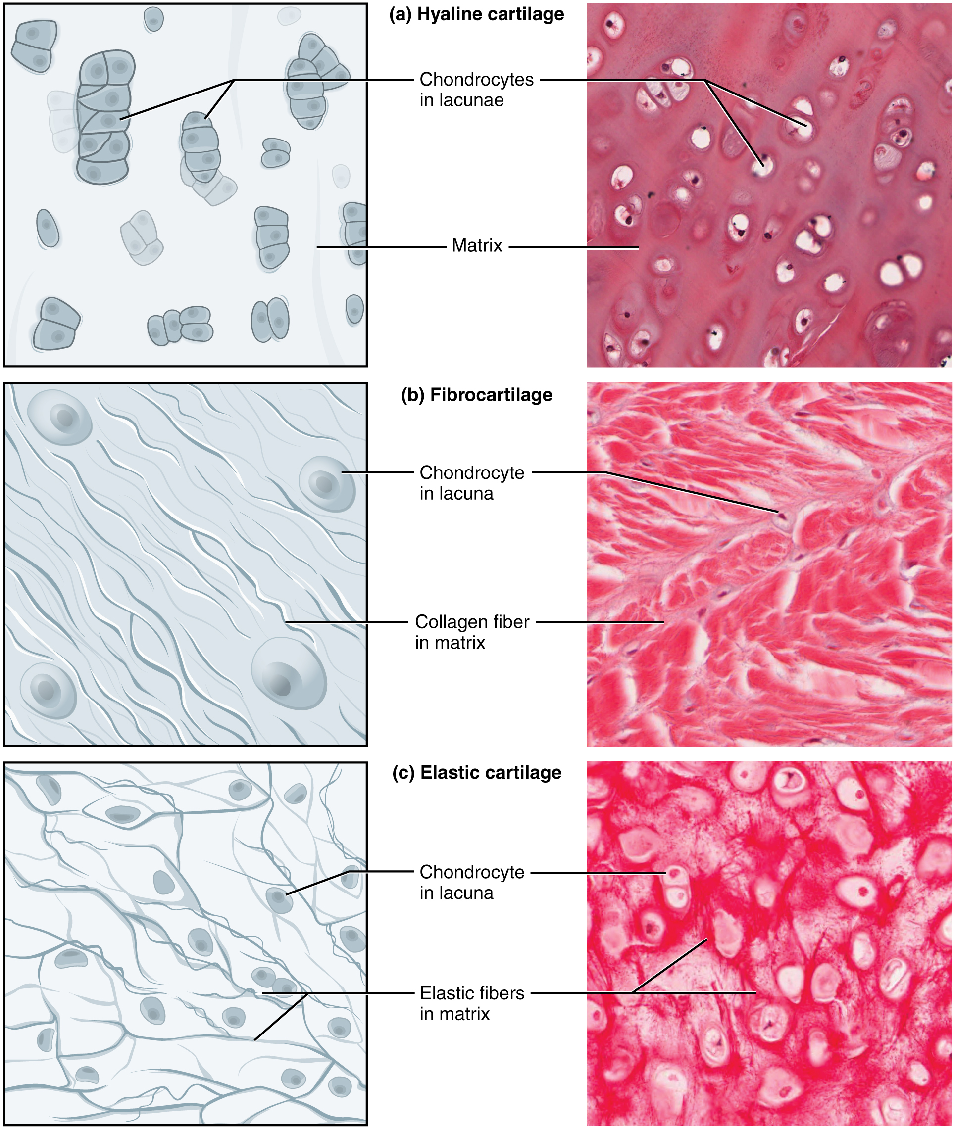 Connective Tissue Muscle Tissue Epithelial Tissue And Nervous Tissue