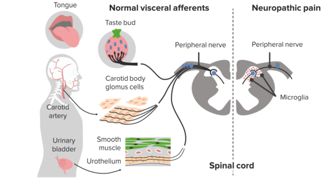 The Sensory Systems of the Human Body | Online Medical Library