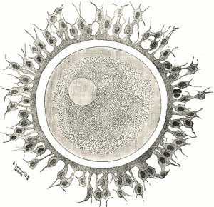 Unfertilized Ovum