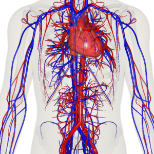Stationary view of heart, veins and arteries of the human body