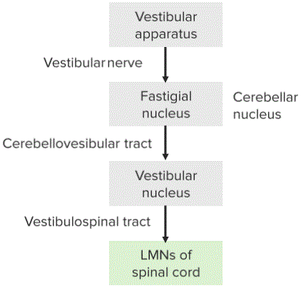 Vestibulocerebellaris