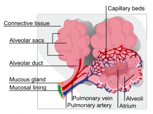 alveolus alveolus