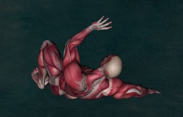 human muscle anatomy