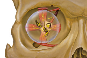 Eye and orbit anatomy with motor nerves and annulus of Zinn