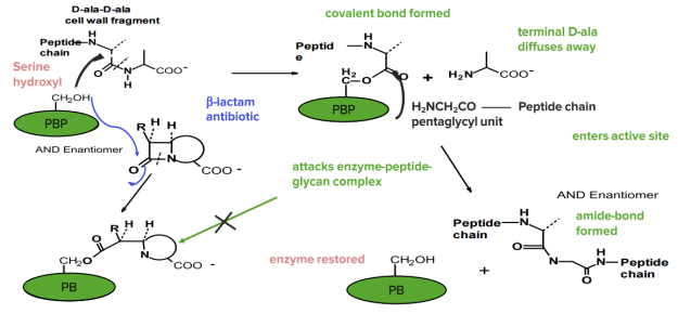 Action of Penicillins