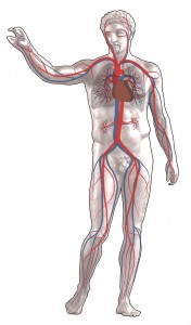 blood circulation