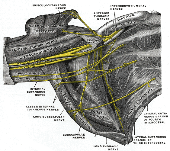 brachial plexus in the axillary fossa