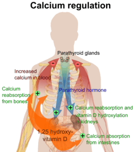 calcium regulation calcium regulation
