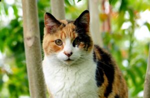calico-cat-x-inactivation-sex-linked-genetic-disorders