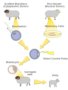 cloning process of dolly