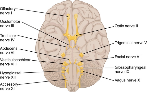 labeled diagram of cranial nerves
