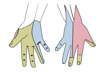 The cutaneous innervation of the right hand by Henry Gray. License: Public Domain