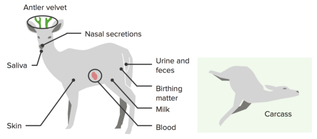 Chronic Wasting Disease Cwd — Transmission Pathways Lecturio