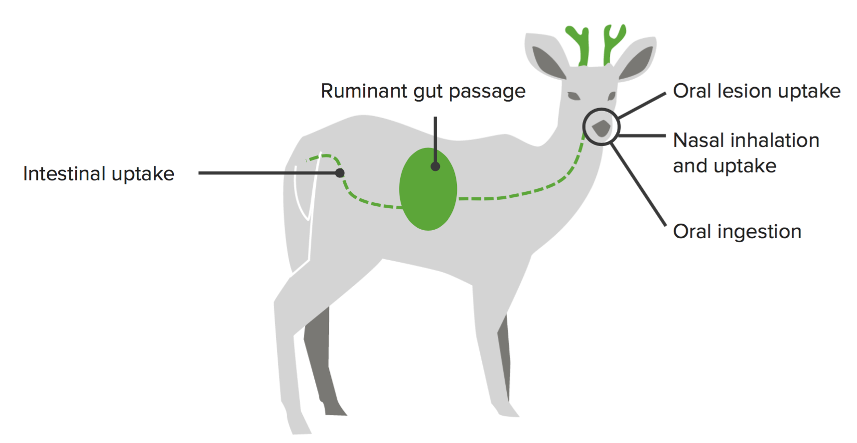 Chronic Wasting Disease (CWD) — Transmission Pathways | Lecturio