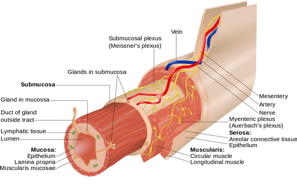 Layers of the Alimentary Canal