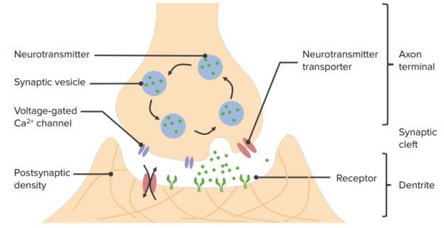 Nervous System: General Structure and Functions | Lecturio