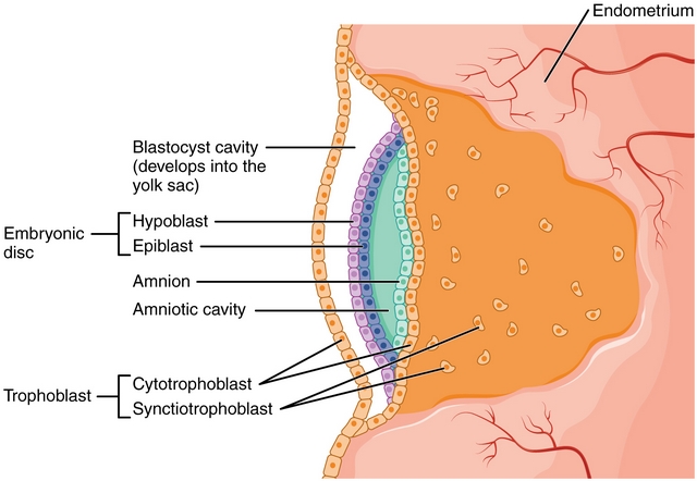 Development of the Embryonic Disc