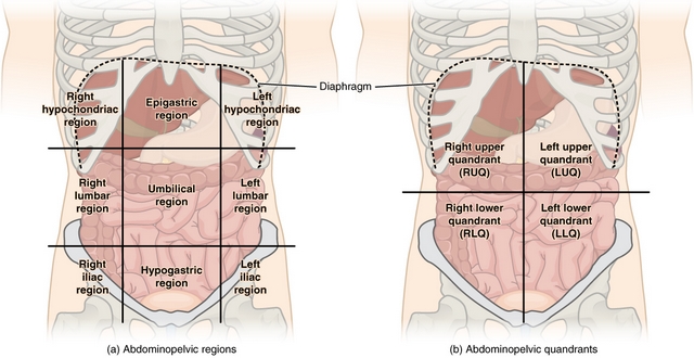 Regions and Quadrants of the Peritoneal Cavity