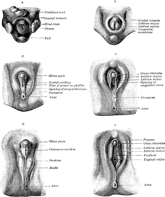 Different stages of development of the external genitalia of men and women
