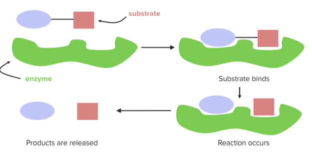 enzymes