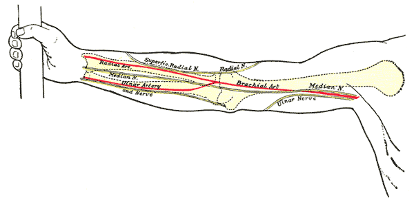 epicondylus medialis