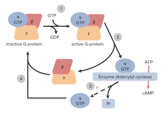 Pituitary Gland Disorders — Hypothalamic–Pituitary–Thyroid Axis and more