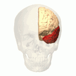 Temporal Lobe Animation