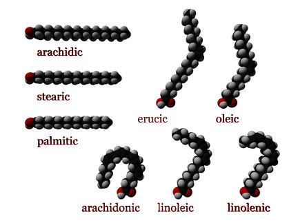 fatty acid 3D