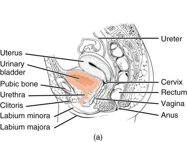 Ureter Urethra Urinary Bladder The Urogenital System Lecturio