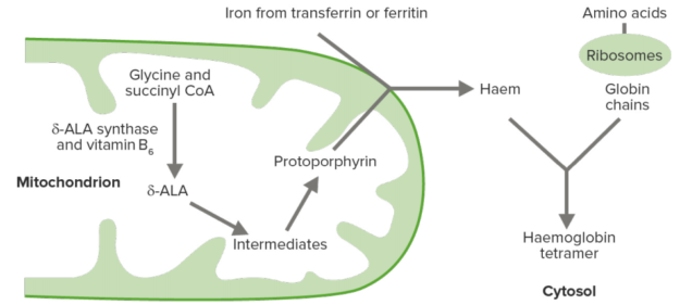 haem-biosynthesis-within-the-immature-red-cell
