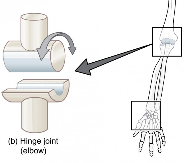 Elbow Joint Anatomy of the Upper Extremity Lecturio