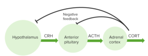 hypothalamic pituitary adrenal axis