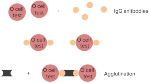 indirect-coombs-test