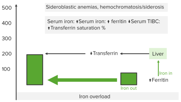 Sideroblastic Anemia — Causes And Treatment Online Medical Library