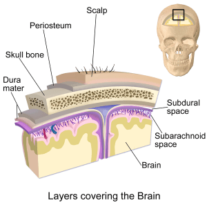 layers covering the brain