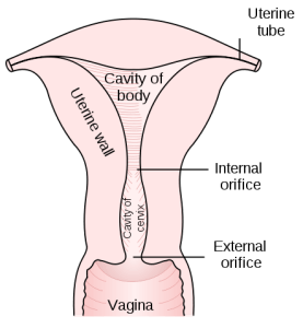 location of the cervix