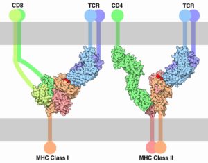 T Cell Receptor complexed with MHC I and II